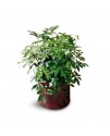 Schefflera Arboricola Schefflera Arboricola